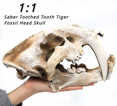 #ad Saber Toothed Tooth Tiger Fossil Head Skull Prehistoric Figure Statue Replica US $68.99
