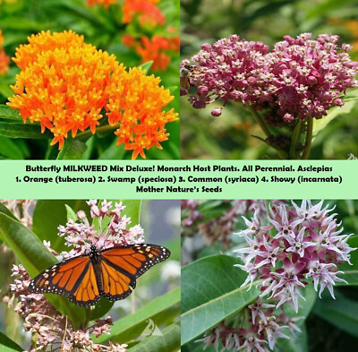#ad #ad MILKWEED MIX DELUXE Perennials Monarch Butterfly Host Plant Non GMO 100 Seeds $4.98