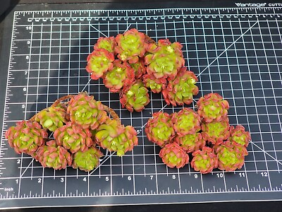 #ad #ad Imported red lantern succulent $39.99