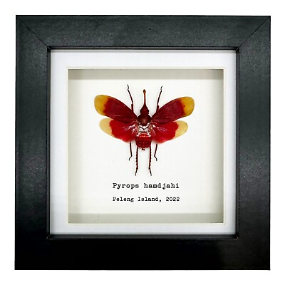 #ad #ad Red and Yellow Snout Nose Lantern Fly Pyrops hamdjahi Shadow Box Frame GBP 29.99