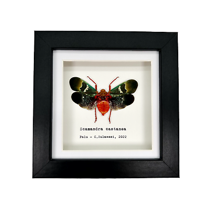 #ad Oriental Lantern Fly Frame Scamandra castanea Shadow Box Professional Mount GBP 29.99