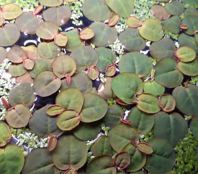 #ad 30 Leaf Phyllanthus Fluitans Red Root Floaters Live Aquarium Floating Plant $7.99