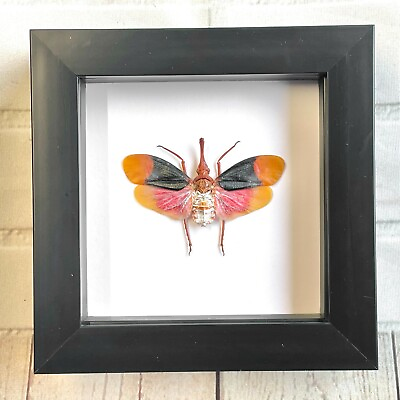 #ad Red Nose Lantern Fly Pyrops detanii Cicada Shadow Box Frame Display Insect Bug GBP 32.00