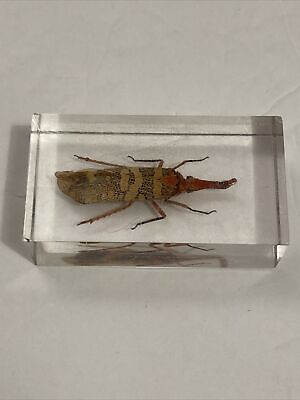 #ad Yellow Spot Lantern Fly Pyrops candelaria Clear Block Education Insect Specimen $10.00