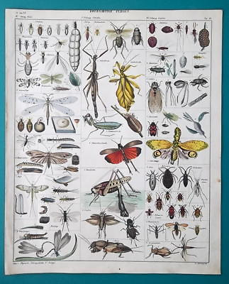 #ad INSECT Scorpio Fly Earwig Cicada Lantern Fly Grasshopper 1843 Oken Color Print $24.93