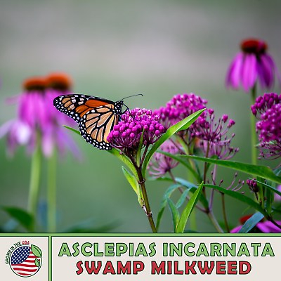 #ad 200 Swamp Milkweed Seeds Monarch Butterfly amp; Pollinator Attractor Genuine USA $4.95