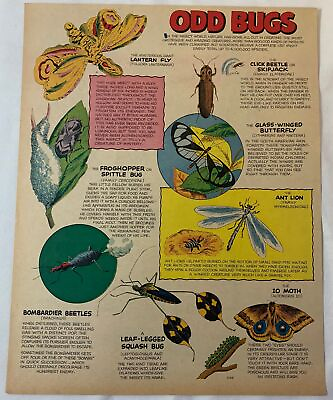 #ad 1963 cartoon page ODD BUGS Lantern FlyFroghopperSkipjackAnt LionIO Moth $8.96