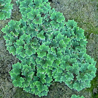 #ad Azolla Fairy Moss BUY2 GET1 FREE Live Pond Aquarium Floating Plants Filiculoides $11.95