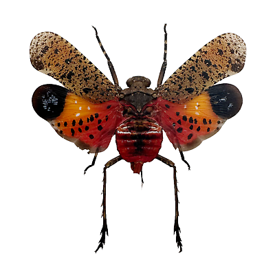 #ad #ad Orange Lantern Fly Penthicodes pulchella Bug Insect Specimen Indonesia GBP 5.99