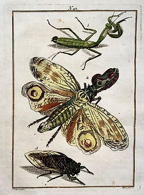 #ad 1790 Lantern Fly insects Joh. Sollerer hand coloured engraving $84.87