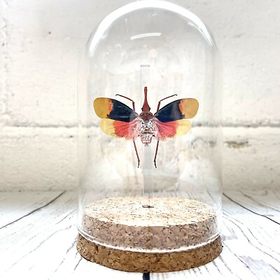 #ad Red Nose Lantern Fly Pyrops detanii Cicada Insect Glass Bell Dome Display Jar GBP 32.00