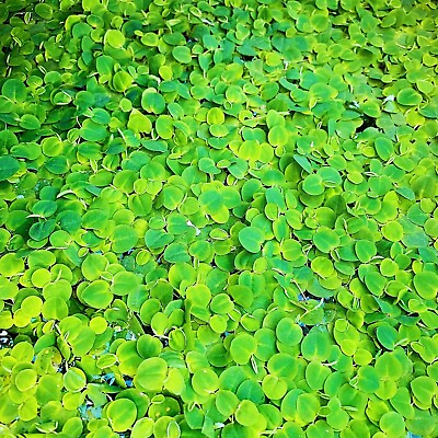 #ad 50 Leaf Red Root Floaters Live Aquarium Floating Plant Buy 2 Get 1 Free $10.95