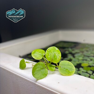 #ad #ad *BUY 2 GET 1 FREE* 25 Leaf Amazon Frogbit Live Floating Plant for Aquarium $9.99