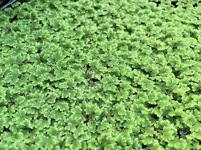 #ad BUY 2 GET 1 FREE Azolla Filiculoides Fairy Moss Live Aquarium Floating Plants ✅ $8.99