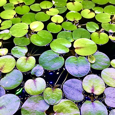 #ad 40 Leaf Amazon Frogbit Live Aquarium Floating Plant Buy 2 Get 2 Free $9.95