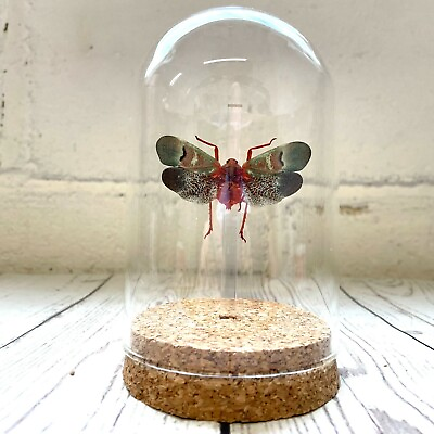 #ad Lantern Fly Scamandra castanea Glass Bell Dome Cloche Jar Display Insect GBP 32.00