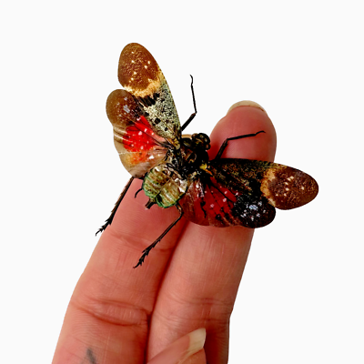 #ad #ad Red Spotted Lantern Fly Pethicodes farinosa aeruginea Insect Specimen Indonesia GBP 5.99