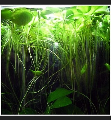 #ad Frogbit Plant 20 Live Floating Aquatic Plant $14.98