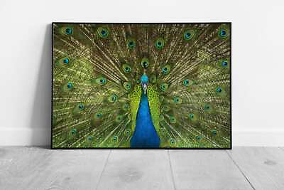 #ad Print on Paper Peacock Showing Tail Feathers Ready to Hang Wall Art Print GBP 8.49