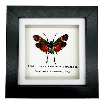 #ad Red Spotted Lantern Fly Penthicodes farinosa aeruginea Shadow Box Frame GBP 29.99