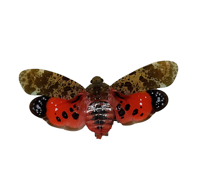 #ad #ad Ruby Red Spotted Lantern Fly Penthicodes atomaria Entomology Specimen GBP 5.99