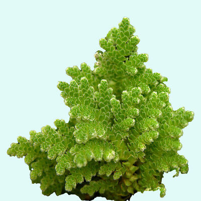 #ad Azolla Filiculoides Fairy Moss Floating Live Aquarium Plants BUY 2 GET 1 FREE $8.79