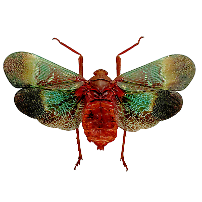 #ad Oriental Lantern Fly Scamandra castanea Insect Entomology Specimen Collectors GBP 10.99