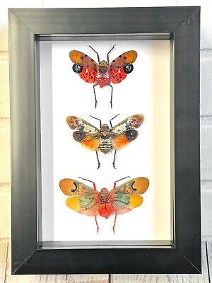 #ad Lantern Fly Collection Deep Box Frame Display Case Insect Planthopper Cicada Bug GBP 45.00