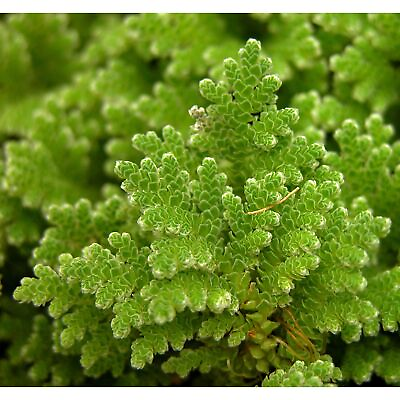 #ad #ad Azolla Filiculoides Fairy Moss Floating Live Aquarium Plants BUY 2 GET 1 FREE $8.80