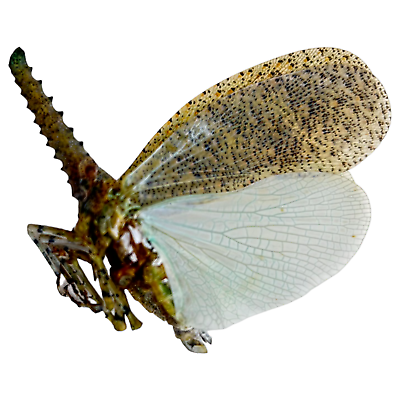 #ad Long nose Lantern Fly Zanna nobilis Insect Entomology Collector Specimen GBP 5.99