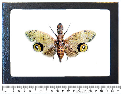#ad Fulgora laternaria peanuthead lantern fly fulgorid Peru framed $32.00
