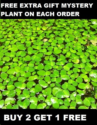 #ad 50 Pieces Of Giant Duckweed Spirodela Polyrhiza Live Floating Aquarium Plant $7.99