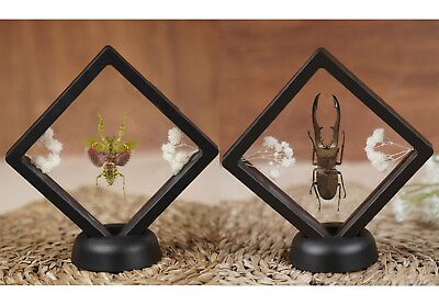 #ad #ad 2Pcs 3D Floating Mantis amp; Stag Beetle Display Frame Stand Holder Home Decor $25.65