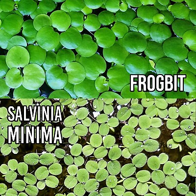#ad Buy2Get2FREE 2 Floating Plants Combo Amazon FROGBIT SALVINIA Minima Aquarium $11.95
