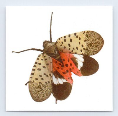 #ad Spotted Lanternfly Temporary Tattoo 🚫🦗 Lantern Fly spot clothing wax cicada $2.99