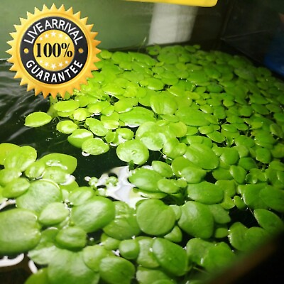 #ad Amazon Frogbit High Quality Grade A Live Aquarium Floating Plant  LARGE HANDFULL $13.99